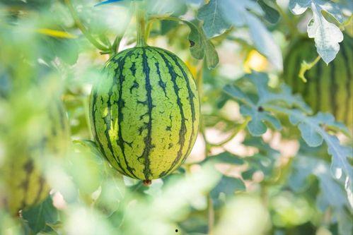 网红吃瓜视频哪个最经典,盘点那些让人回味无穷的经典瞬间