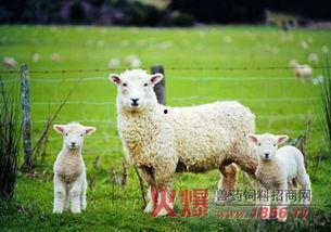 网红小羊吃瓜群微博是真的吗,事实真相大起底